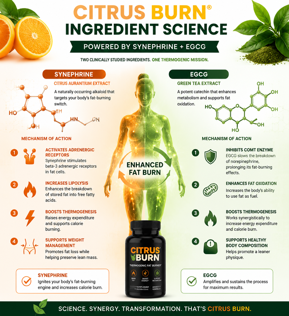 Citrus Burn ingredients breakdown — is the formula worth it?